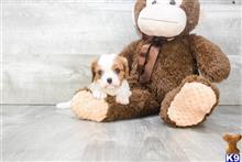 mixed breed puppy posted by dcpuppies
