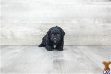 mixed breed puppy posted by dcpuppies