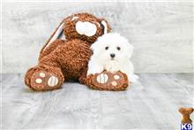 mixed breed puppy posted by dcpuppies
