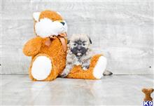 mixed breed puppy posted by dcpuppies