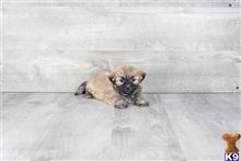 Mixed Breed