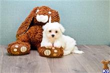 maltese puppy posted by dcpuppies