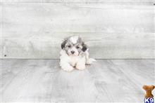 Mixed Breed