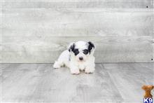 maltese puppy posted by dcpuppies