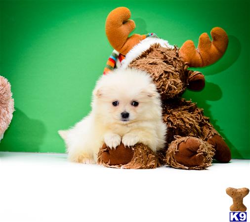 pomeranian breeders washington state teacup pomeranian puppies washington state breeds picture pomeranian breeders washington state teacup pomeranian puppies washington state breeds picture