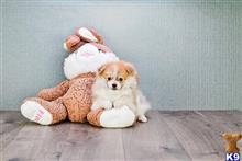 pomeranian puppy posted by dcpups