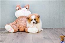 pomeranian puppy posted by dcpups