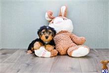 yorkshire terrier puppy posted by dcpups