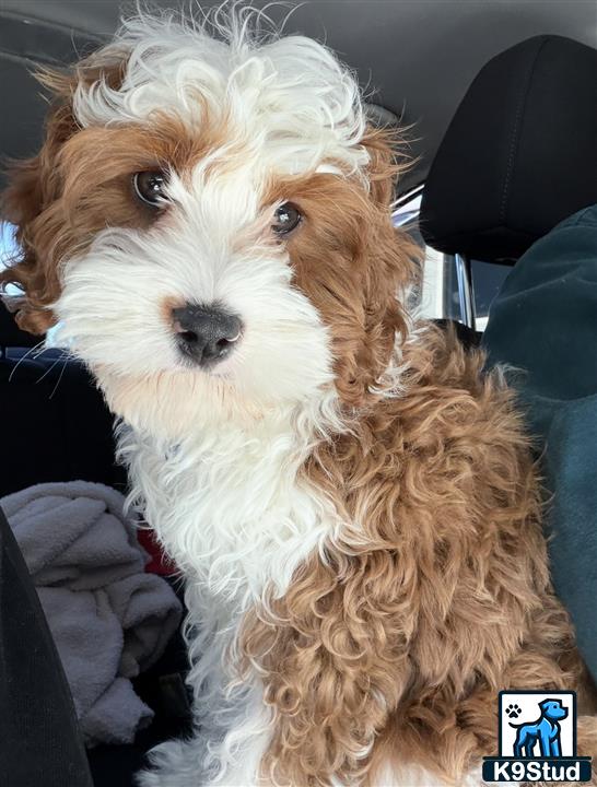 a cavapoo dog sitting in a car