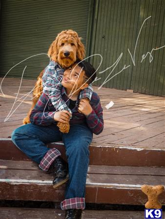 Goldendoodles stud dog