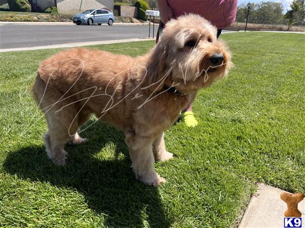 Goldendoodles stud dog