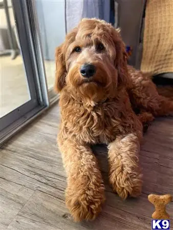 Goldendoodles stud dog