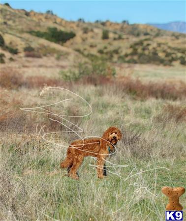 Goldendoodles stud dog