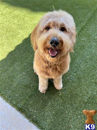 Goldendoodles stud dog