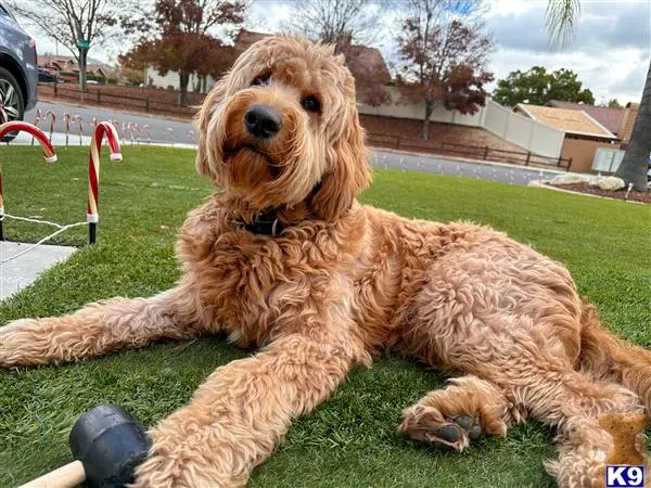 Goldendoodles stud dog