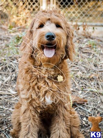 Goldendoodles stud dog