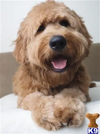 Goldendoodles stud dog