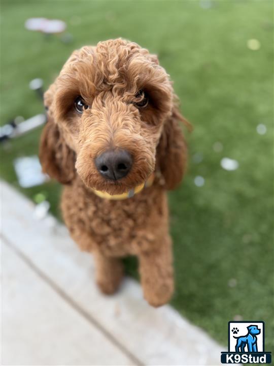a goldendoodles dog with a stuffed toy in its mouth