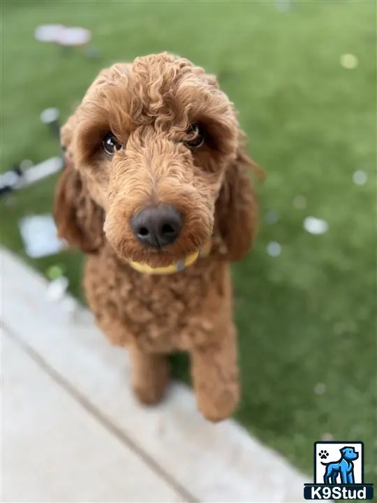Goldendoodles
