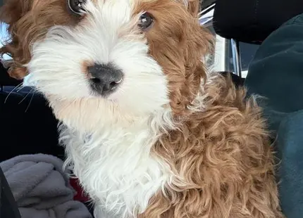 a cavapoo dog sitting in a car