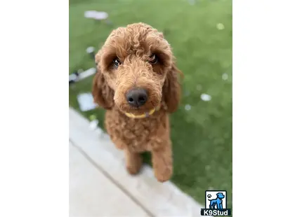 a goldendoodles dog with a stuffed toy in its mouth