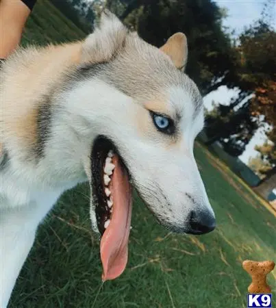 Siberian Husky stud dog