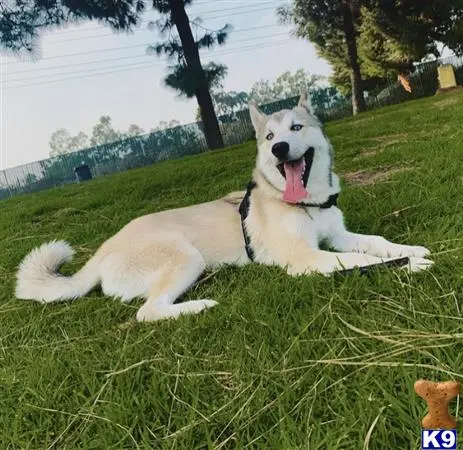 Siberian Husky stud dog