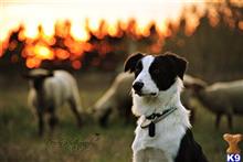 Rex available Border Collie puppy located in 5435 Rochester Way