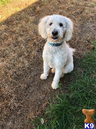 a white goldendoodles dog sitting on grass