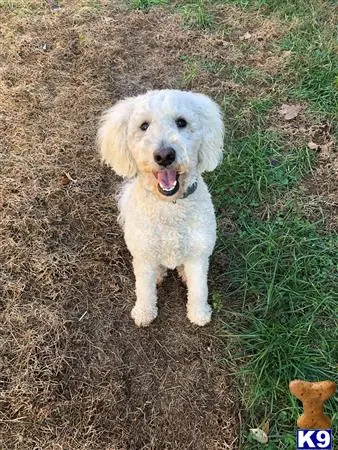 Goldendoodles stud dog