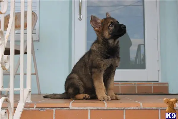 German Shepherd