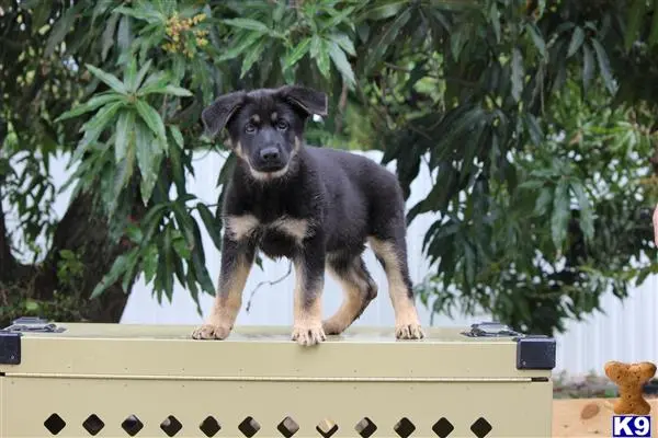 German Shepherd puppy for sale