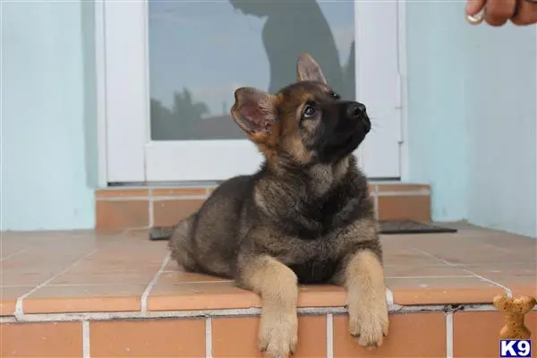 German Shepherd puppy for sale