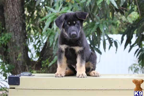 German Shepherd puppy for sale