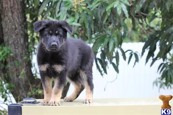 German Shepherd puppy for sale