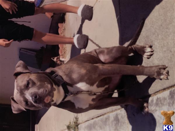 American Pit Bull dog