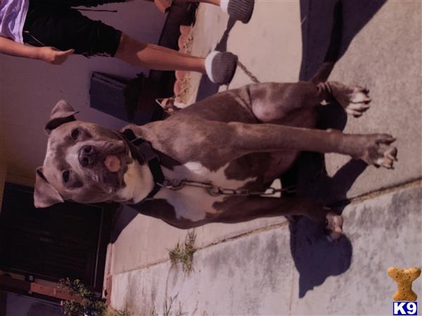 American Pit Bull dog