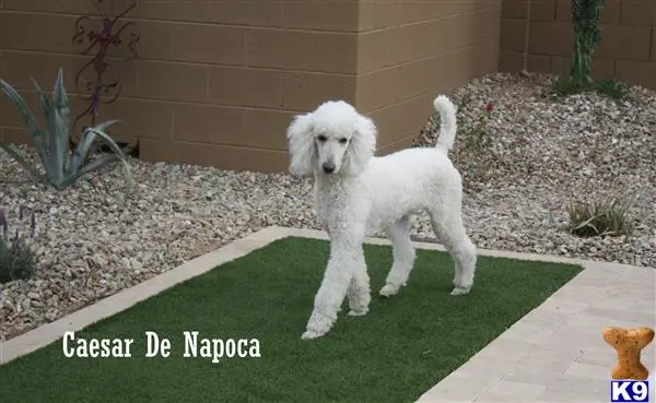Poodle stud dog: a white poodle dog standing on a green lawn