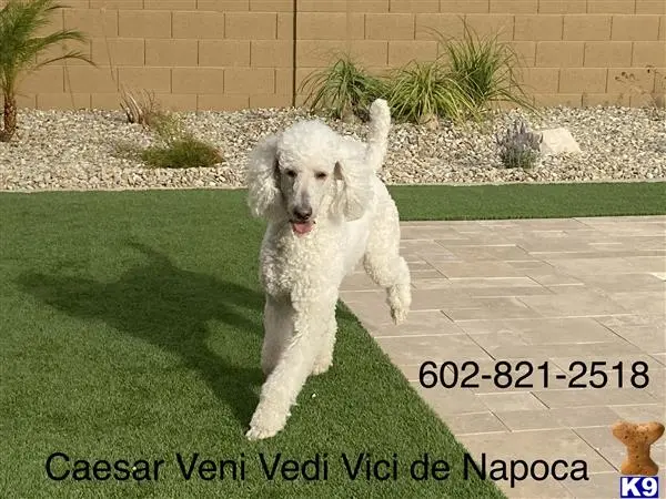 Poodle stud dog: a white poodle dog running on grass
