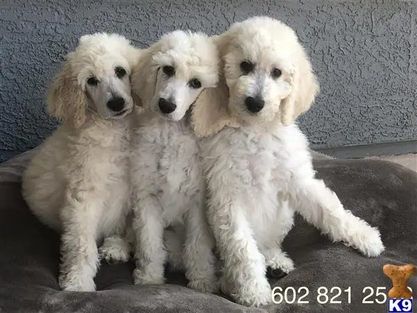 Poodle stud dog: a group of poodle puppies