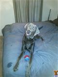 Labrador Retriever stud dog: Gray Labrador Retriever lying on a bed with a toy ball