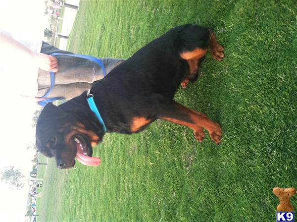 Rottweiler stud dog