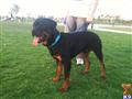 Rottweiler stud dog: Rottweiler standing on grass with a blue collar and leash