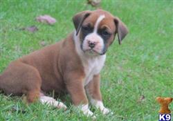 boxer puppy posted by deansansosns