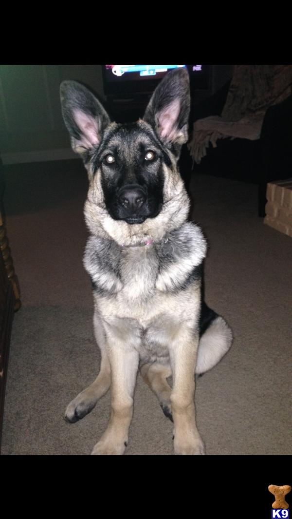 German Shepherd dog