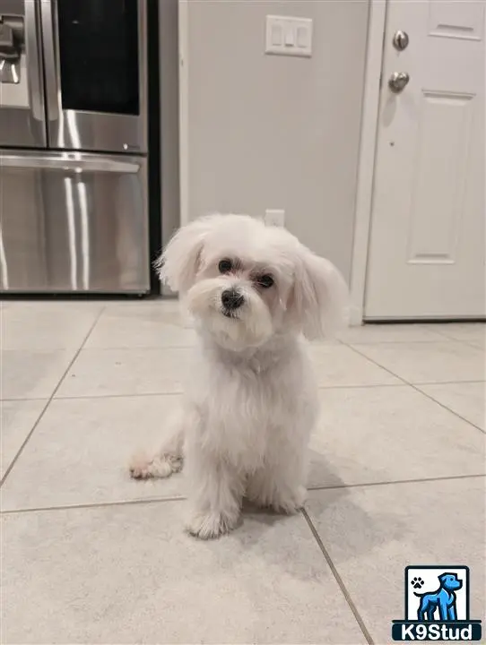 Maltese stud dog