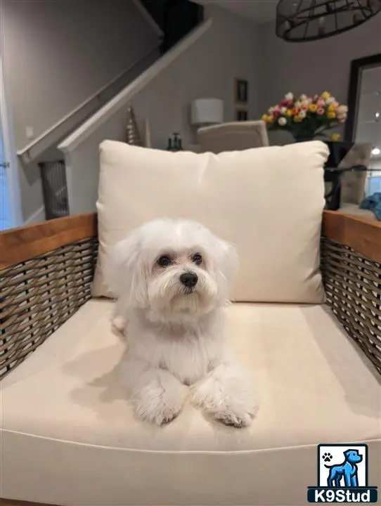 Maltese stud dog