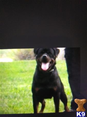 Rottweiler dog for sale: Black and tan Rottweiler standing on green grass, smiling