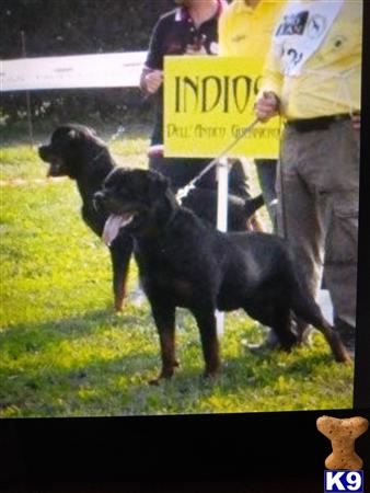 Rottweiler dog for sale: Two Rottweilers standing on grass near a sign