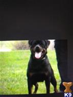 Rottweiler dog for sale: Black and tan Rottweiler standing on green grass, smiling